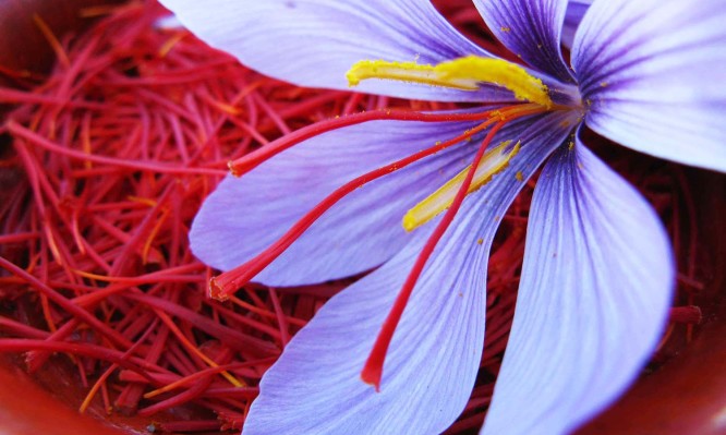 crocus sativus or sofran