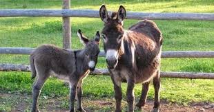 Μάνα και πώλος αγκαλιάζουν συμβολικά ολόκληρη της ανθρωπότητα